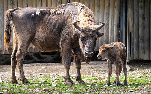 Zubřeti, co se topilo v Zoo Praha, vybírají jméno z návrhů čtenářů iDnes.cz