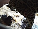 Ptilet samice jagura americkho Yuna ze zlnsk zoologick zahrady porodila...