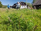 Na lukch na umav intenzivn likviduj invazivn lupinu. (20. 6. 20025)