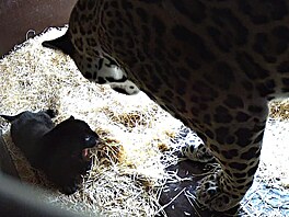 Ptiletá samice jaguára amerického Yuna ze zlínské zoologické zahrady porodila...