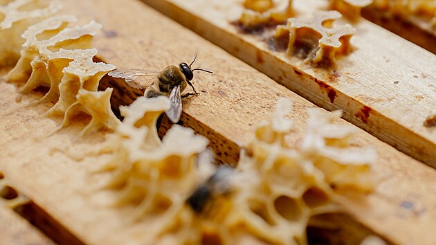 Augustin Uvačik. Çatı sahipleri sıklıkla arıcılara kendileri başvuruyor, bunun nedenlerinden biri de...
