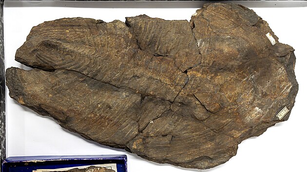 Trilobit: Muzeum pedstav i nlezy legendrnho Joachima Barrandeho. (19. ervna 2025)