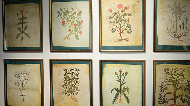 Muzeum Kromska vystavuje historick herbe ze soukrom sbrky Petra Blka. Pedstavuje herbe italskho lkae a humanisty Pietra Andrey Mattioliho z poloviny 16. stolet. Nvtvnci uvid vce ne 40 rznch vydn tohoto dla vpti jazycch. (erven 2025)