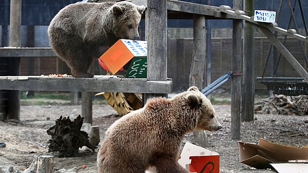 Medvdice Mish a Lucy utekly z vbhu v zooparku Wildwood Devon ve Velk Britnii a spodaly tamn zsoby medu. (7. dubna 2021)
