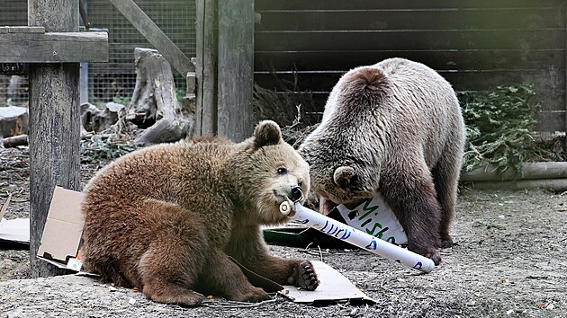 Medvdice Mish a Lucy utekly z vbhu v zooparku Wildwood Devon ve Velk Britnii a spodaly tamn zsoby medu. (7. dubna 2021)