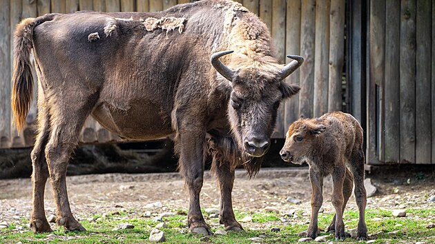 V Zoo Praha se 19. 6. 2025 narodilo ji 103. teltko zubra evropskho, je to samika a potebuje navrhnout jmno zanajc psmeny PR. 
