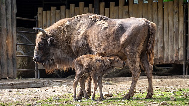 V Zoo Praha se 19. 6. 2025 narodilo ji 103. teltko zubra evropskho, je to samika a potebuje navrhnout jmno zanajc psmeny PR. 