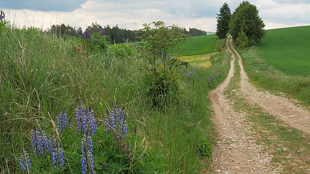 Invazivn lupiny asto lemuj silnice i poln cesty (na snmku cesta pobl Opatova na Tebsku).