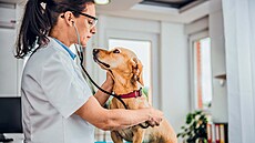 Potí�e, které �e�í veteriná�i, jsou velmi r�znorodé. Nicmén� nej�ast�j�ími...