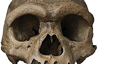 Dra�í mu�. Jeho lebka upoutává p�sobivými nado�nicovými oblouky.