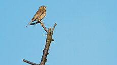 Strnad lu�ní vyfocený v pta�ím parku St�imická výsypka na Mostecku (�erven 2025)