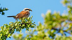 �uhýk obecný vyfocený v pta�ím parku St�imická výsypka na Mostecku (�erven 2025)