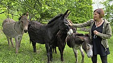 Anna Hrneková se svými osly, které pjuje na spásání vzácných luk do...