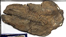 Trilobit: Muzeum pedstaví i nálezy legendárního Joachima Barrandeho. (19....