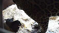 Ptiletá samice jaguára amerického Yuna ze zlínské zoologické zahrady porodila...