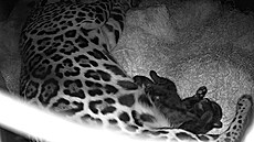 Ptiletá samice jaguára amerického Yuna ze zlínské zoologické zahrady porodila...
