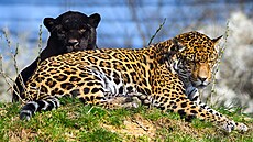 Ptiletá samice jaguára amerického Yuna ze zlínské zoologické zahrady porodila...