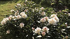 Letitý kvetoucí rododendron: rok 2019