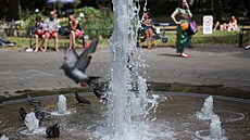 Holubi hledají osv�ení u fontány na Russell Square v Londýn�. (29. �ervna 2025)