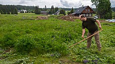 Na lukách na umav intenzivn likvidují invazivní lupinu. (20. 6. 20025)