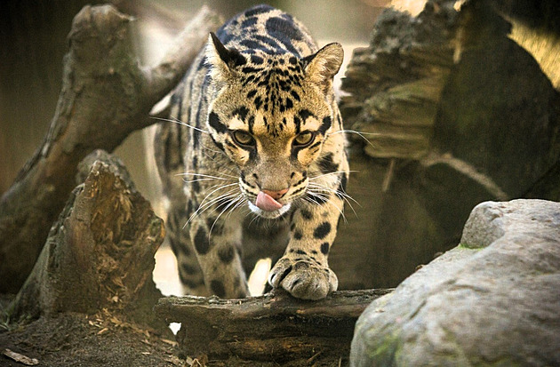 Ostravská zoologická zahrada ukonila chov pardál oblákových.
