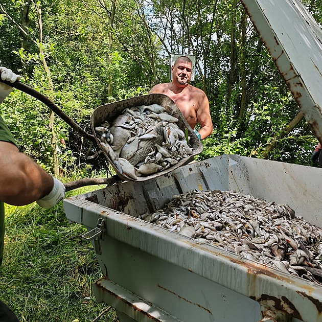 V Modlanské nádri na Teplicku uhynuly tisíce ryb kvli nedostatku kyslíku ve...
