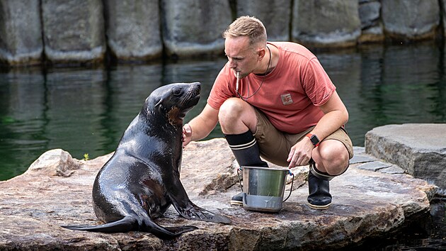 Oslo se u veterinrnmu trninku s vrchnm chovatelem Jakubem Mezeiem v Zoo Praha.