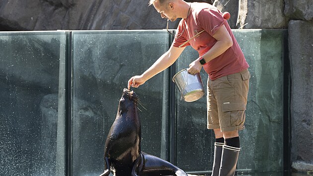 Lachtan Oslo, znm svou inteligenc a ptelskou povahou, dorazil z belgick zoo Pairi Daiza a spn dokonil dovozn karantnu. (30. erven 2025)