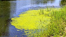 Nová CHKO Soutok, oblast Pohansko