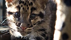Ostravská zoologická zahrada ukonila chov pardál oblákových.