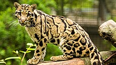 Ostravská zoologická zahrada ukonila chov pardál oblákových.