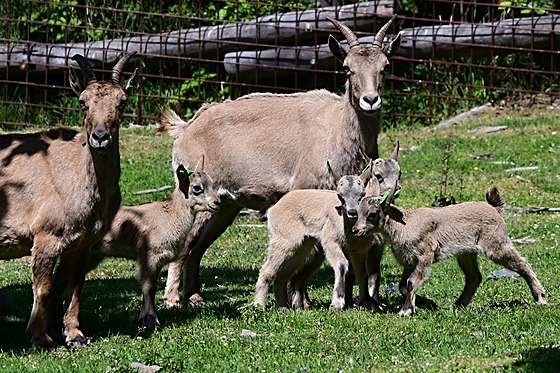 V olomouck© zoo se letos narodilo 11 mláÄat vzácn©ho kozorožce kavkazsk©ho