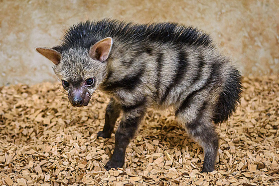 Ve zl­nsk© zoologick© zahradÄ se poprv© narodila mláÄata hyenek hřivnatých