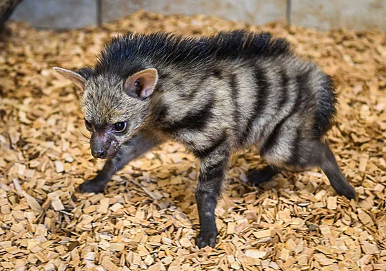 Hyenky hivnaté ze zlínské zoo mají ti mláata. Je to svtový chovatelský...