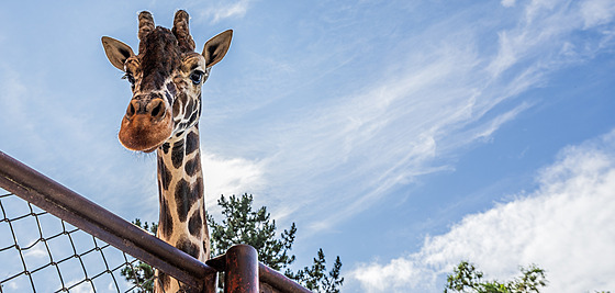 Dvorská zoo pivítala nového samce irafy síované Paula. (9. ervence 2025) 