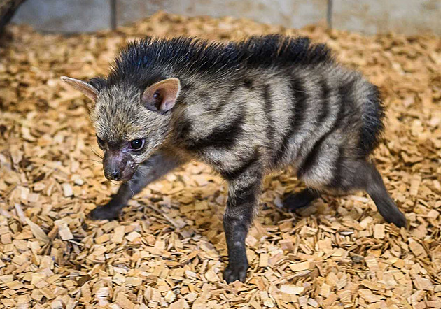 Hyenky hivnaté ze zlínské zoo mají ti mláata. Je to svtový chovatelský...