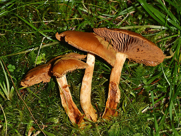 Zapomeňte na muchomůrku zelenou. Znáte naši nejzákeřnější jedovatou houbu?