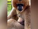 V libereck zoo se narodil kriticky ohroen zpvajc gibon blolc