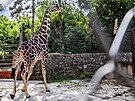 Dvorsk zoo pivtala novho samce irafy sovan Paula. (9. ervence 2025)