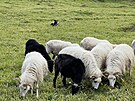 Horsk louky spsaj ovce valaky z hospodstv ve Strnskm na Rmaovsku....