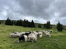 Horsk louky spsaj ovce valaky z hospodstv ve Strnskm na Rmaovsku....