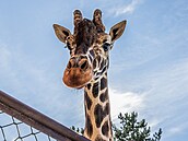 Dvorská zoo pivítala nového samce irafy síované Paula. (9. ervence 2025) 
