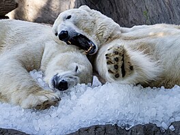 Ledové kostky chladí medv�dy v ZOO Praha. (1. �ervence 2025)