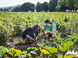 Podle pedsedy nmeckého Svazu pstitel cukrové epy jde o nejvtí hrozbu,...