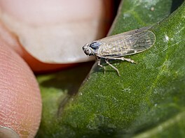 Krom toho ilnatky penáejí i infekní syndrom nízké cukernatosti, nejastji...
