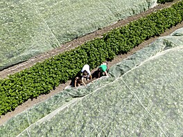 Farmái se snaí bakteriím, které brouci penáejí co nejlépe vzdorovat a...