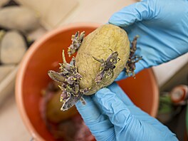 Patogen u plodin zpsobuje nemoc zvanou stolbur. Choroba se projevuje vadnutím...