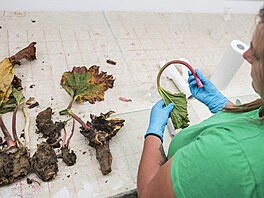 Nákaza se ale me projevit i u cibule, celeru, zelí, mrkve, nkdy i u...