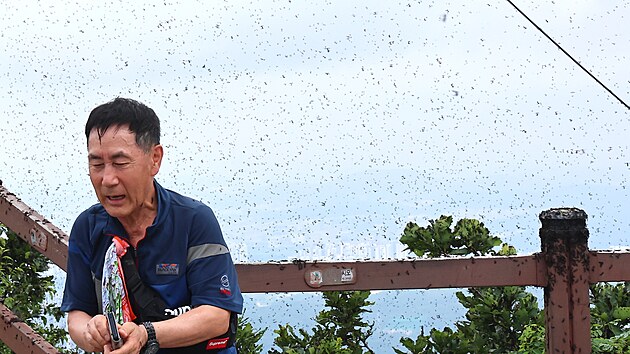 V Jin Koreji bojuj s roji much pezdvanch lovebug podle toho, e se p za letu. (30. ervna 2025)