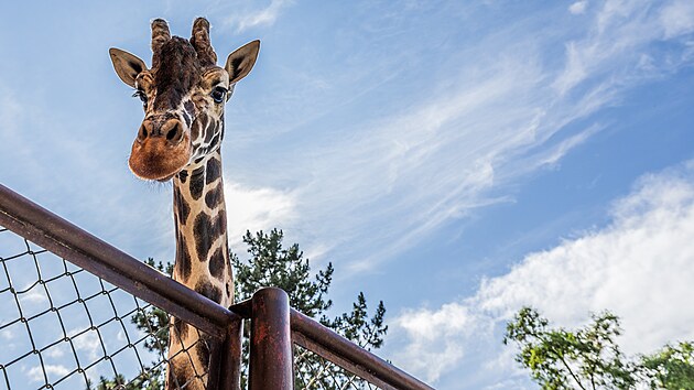 Dvorsk zoo pivtala novho samce irafy sovan Paula. (9. ervence 2025) 